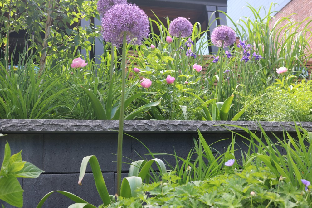 allium - contemporary spring bulbs