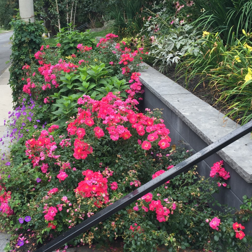 Carpet rose, tiered front yard, natural stone coping