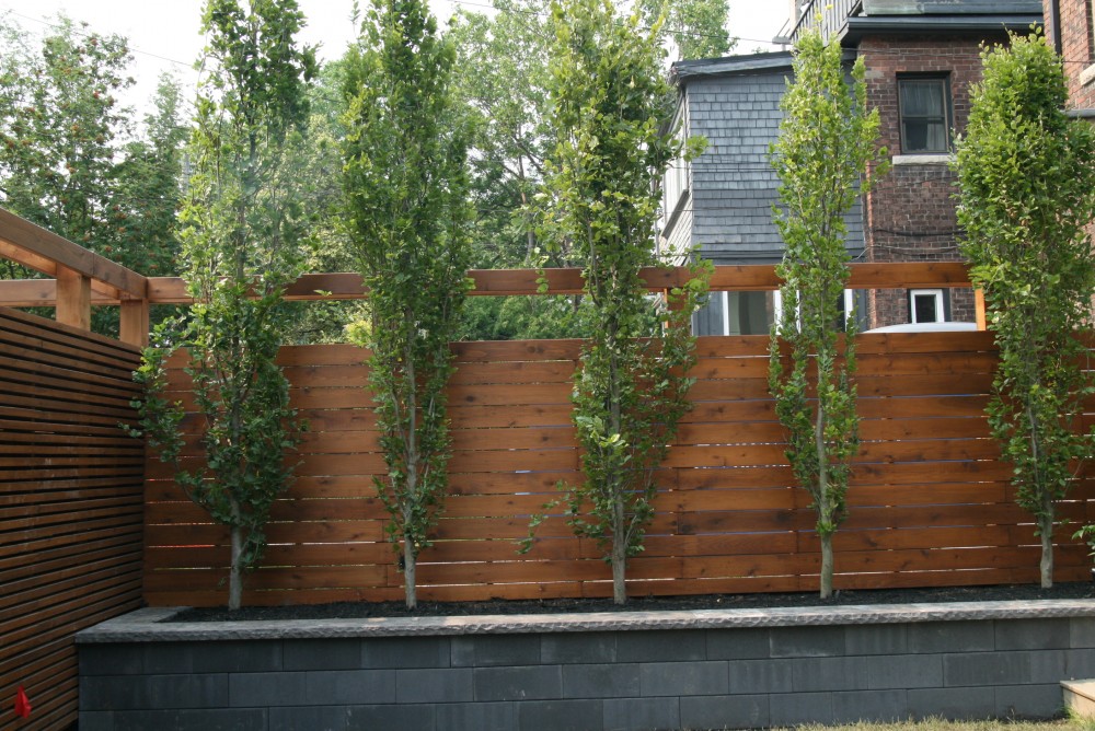 retaining walls, contemporary, black contemporary wall, columnar beeches, privacy trees